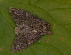Large Dark Prominent (Notodonta torva)
