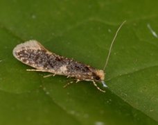 Carrion Moth (Monopis weaverella)