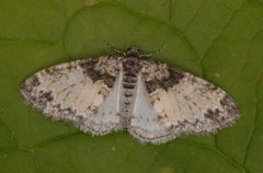 The Seraphim (Lobophora halterata)