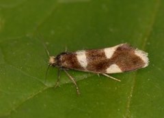 Currant-shoot Borer (Lampronia capitella)