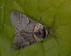 Sallow Kitten (Furcula furcula)