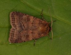 Small Square-spot (Diarsia rubi)