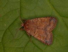 Fen Square-spot (Diarsia florida)