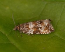 Thyme Marble (Celypha cespitana)
