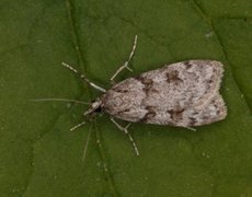 Junimosemott (Scoparia ambigualis)