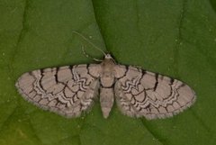 Marmordvergmåler (Eupithecia venosata)