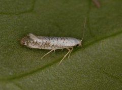 Netted Argent (Argyresthia retinella)