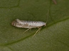 Argyresthia retinella