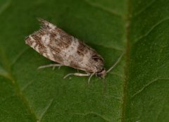 Common Spruce Bell (Epinotia tedella)