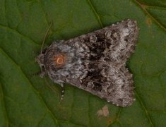 Broad-barred White (Hecatera bicolorata)