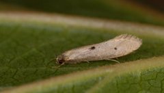 Punktreirmøll (Tinea trinotella)