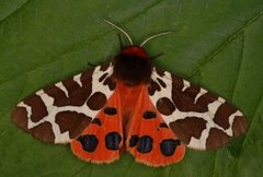 Garden Tiger (Arctia caja)