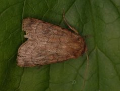 Six-striped Rustic (Xestia sexstrigata)