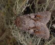 Northern Dart (Xestia alpicola)