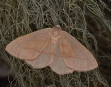 Barred Red (Hylaea fasciaria)