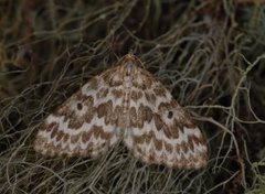 Taigabarmåler (Heterothera serraria)