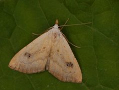 Gult nebbfly (Rivula sericealis)