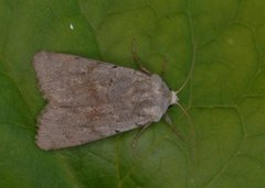 Ashworth's Rustic (Xestia ashworthii)
