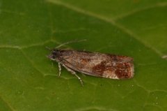 Willow Tortrix (Epinotia cruciana)