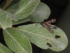 Fjellglassvinge (Synanthedon polaris)