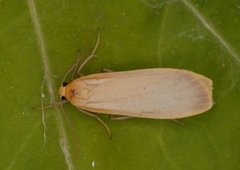 Buff Footman (Eilema depressa)