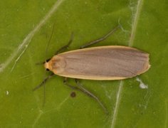 Buff Footman (Eilema depressa)