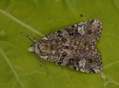 Grønt skogfly (Anaplectoides prasina)