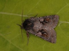 Northern Dart (Xestia alpicola)