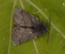 Pale Eggar (Trichiura crataegi)