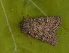 Grått fjellengfly (Apamea exulis)