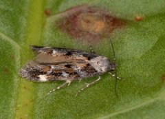 Mompha lacteella