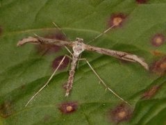 Bakkestjernefjærmøll (Oidaematophorus rogenhoferi)