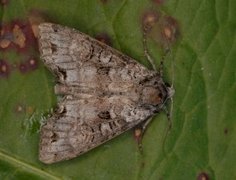 Buehakefly (Polia hepatica)