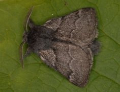 Pale Eggar (Trichiura crataegi)