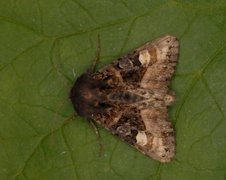 Small Angle Shades (Euplexia lucipara)