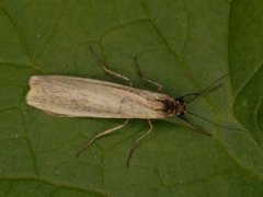 Gul lavspinner (Eilema lutarella)