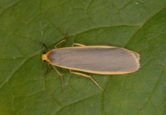 Common Footman (Eilema lurideola)