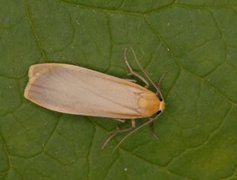 Buff Footman (Eilema depressa)