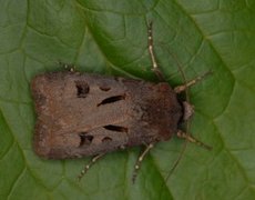 Heart and Dart (Agrotis exclamationis)