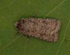 Sandmarkfly (Rhyacia simulans)