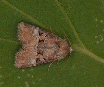 Rødlig strandengfly (Litoligia literosa)