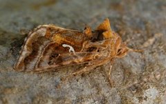 Gråbrunt metallfly (Autographa buraetica)