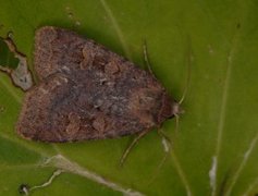 Barred Chestnut (Diarsia dahlii)
