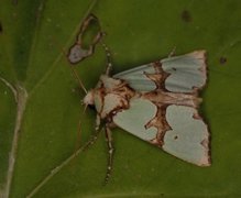 Grønnbåndet rotfly (Staurophora celsia)
