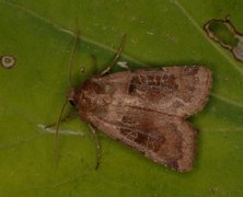 Kobberfly (Chersotis cuprea)