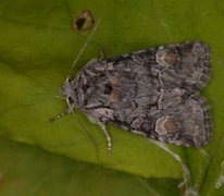 Rotstrekvierfly (Brachylomia viminalis)