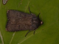 Mouse Moth (Amphipyra tragopoginis)