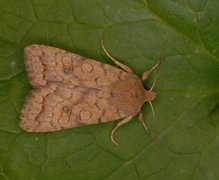 Bølgelinjet høstfly (Agrochola circellaris)