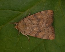 The Dun-bar (Cosmia trapezina)
