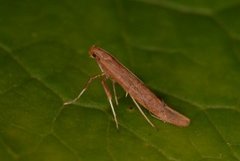 Caloptilia betulicola/elongella